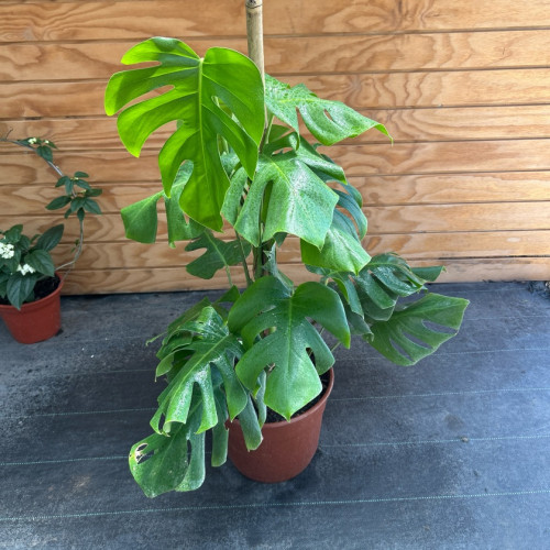 Monstera 