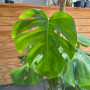 Monstera Borsiguiana ( 3 plantas por maceta )