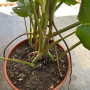 Monstera Borsiguiana ( 3 plantas por maceta )