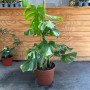 Monstera Borsiguiana ( 3 plantas por maceta )