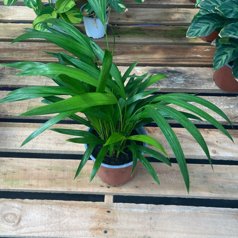 Palmera Areca