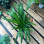 Palmera Areca