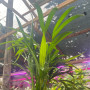 Palmera Areca