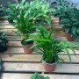 Palmera Areca