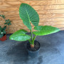 Manto de Eva — Manto de Eva planta interior tropical precio Chile