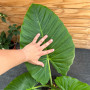 Manto de Eva — Manto de Eva planta interior tropical precio Chile