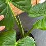 Manto de Eva — Manto de Eva planta interior tropical precio Chile