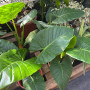 Manto de Eva — Manto de Eva planta interior tropical precio Chile