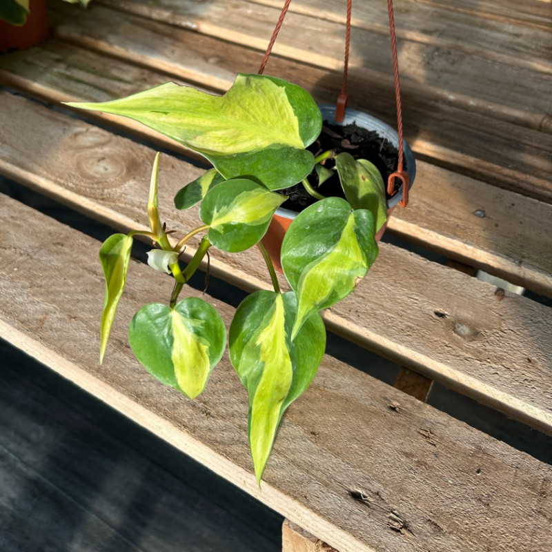 succulent turtles Peperomia Prostrata - String of Turtles