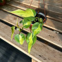 Philodendron Cordatum Brasil