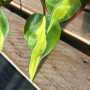 Philodendron Cordatum Brasil