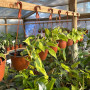 Philodendron Cordatum Brasil