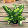 Ctenanthe Lubbersiana Frondosa