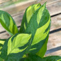 Ctenanthe Lubbersiana Frondosa