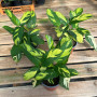 Ctenanthe Lubbersiana Frondosa