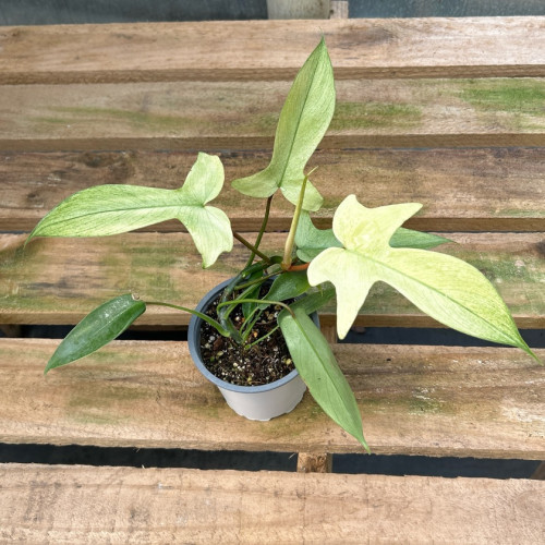 Philodendron Florida Ghost