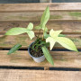 Philodendron Florida Ghost