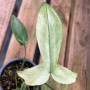 Philodendron Florida Ghost