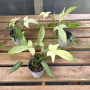 Philodendron Florida Ghost