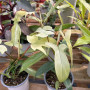 Philodendron Florida Ghost
