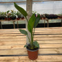 Strelitzia Nicolai (XL)