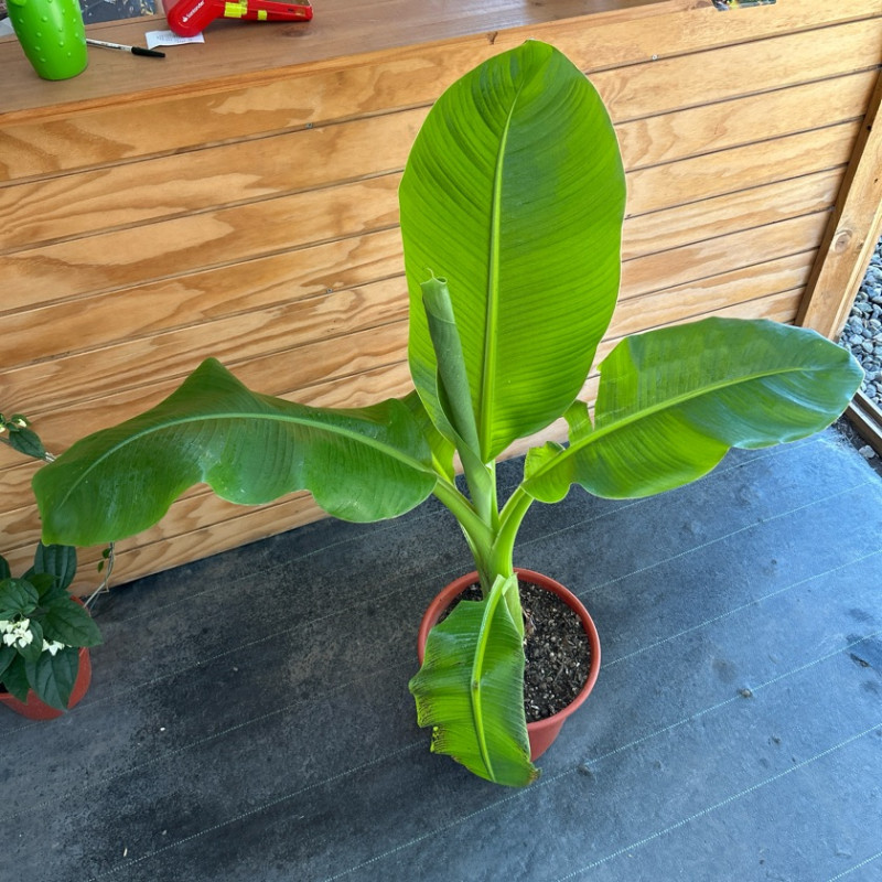 Banano o Musa Ensete