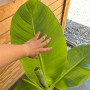 Banano o Musa Ensete