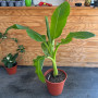 Banano o Musa Ensete