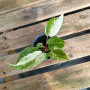 Anthurium Hookeri