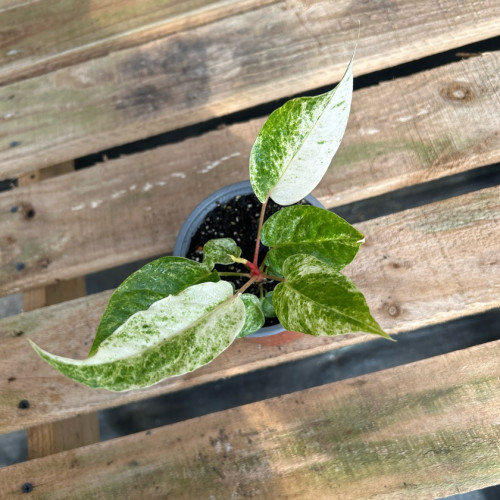 Anthurium Hookeri