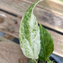 Anthurium Hookeri