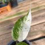 Anthurium Hookeri