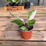 Anthurium Hookeri