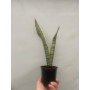 Sansevieria / Lengua de suegra