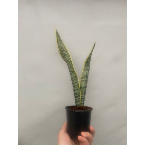 Sansevieria / Lengua de suegra