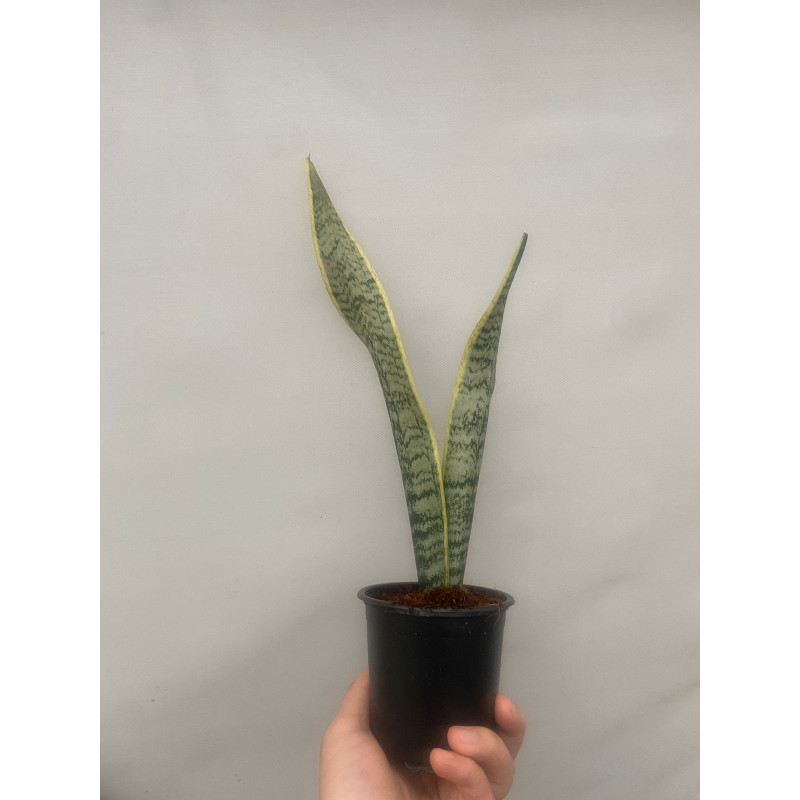Sansevieria / Lengua de suegra