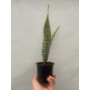 Sansevieria / Lengua de suegra