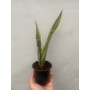 Sansevieria / Lengua de suegra