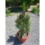 Pino Thuja