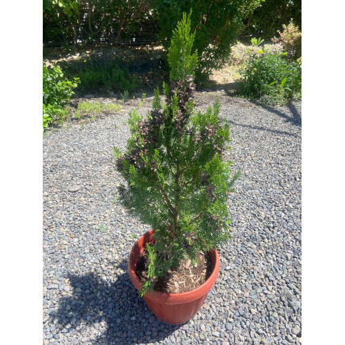 Pino Thuja