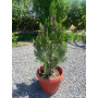 Pino Thuja