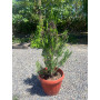 Pino Thuja