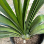 Clivia Amarilla ( SOLO FOLLAJE )