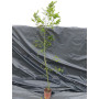 Acer palmatum