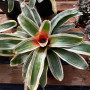 Bromelia Variegada