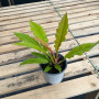 Philodendron Ring Of Fire Golden — Philodendron Ring Of Fire Golden precio Chile