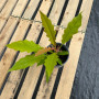 Philodendron Ring Of Fire Golden — Philodendron Ring Of Fire Golden precio Chile