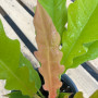 Philodendron Ring Of Fire Golden — Philodendron Ring Of Fire Golden precio Chile