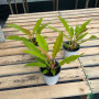 Philodendron Ring Of Fire Golden — Philodendron Ring Of Fire Golden precio Chile