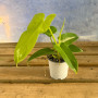 Philodendron Bipennifolium Áurea